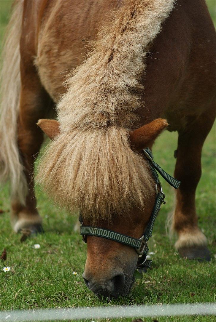 Shetlænder Pedro (givet væk) billede 11