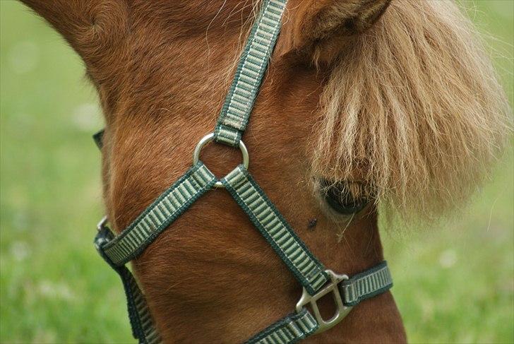 Shetlænder Pedro (givet væk) billede 12