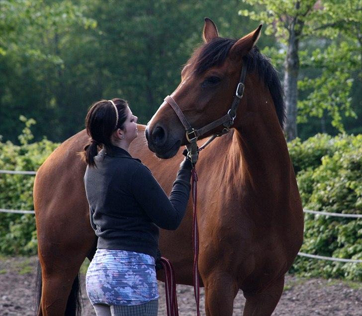 Dansk Varmblod Capella le fay •RIP• billede 1