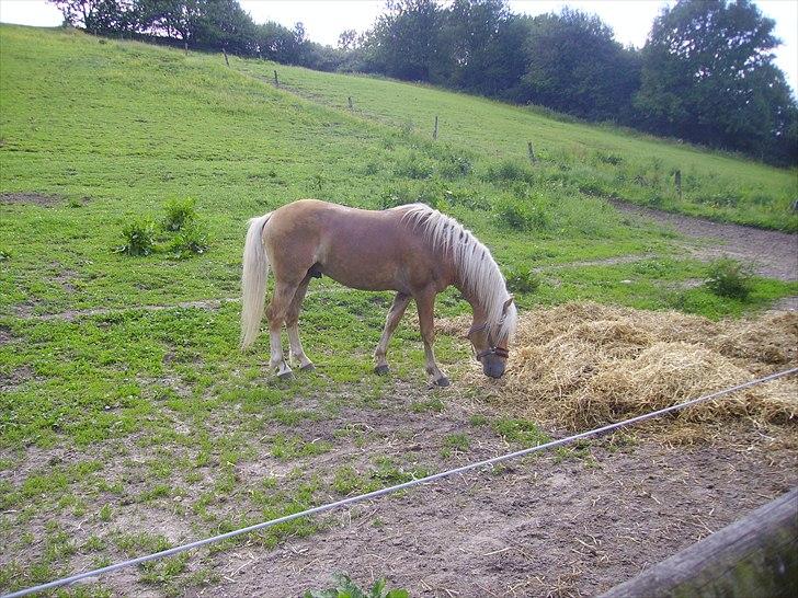 Haflinger Noah hestvang solgt - noah 3 år billede 9