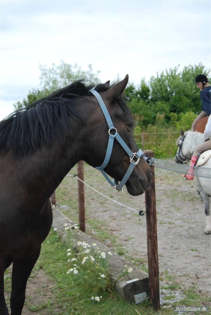 New Forest Balder  - Hvad sker der Xd billede 1