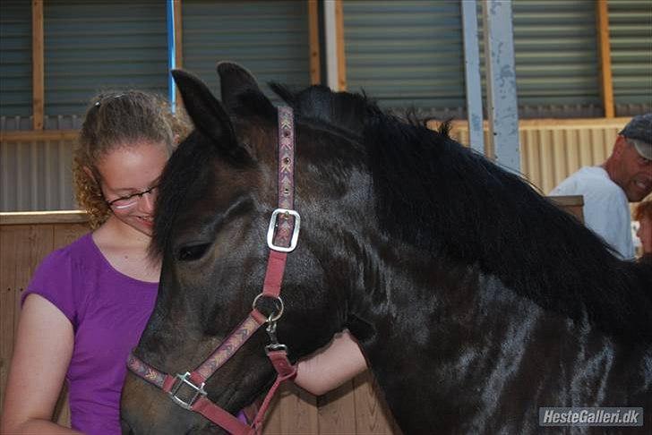 New Forest Balder  - Ude at prøve ham billede 2