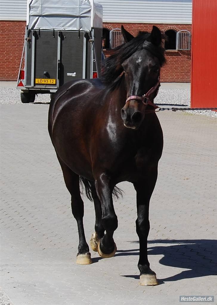 New Forest Balder  - Ude at løbe <3 :-S billede 3