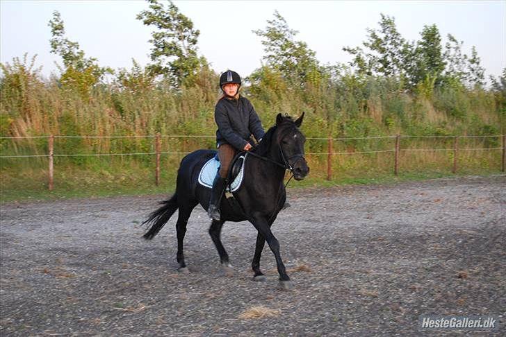 New Forest Balder  - Sara og Balder ude at ride en tur ;) billede 4