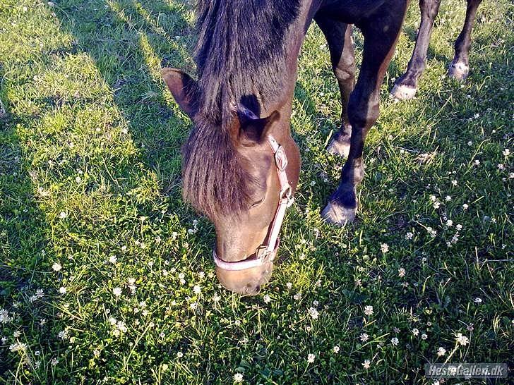 New Forest Balder  - Smukke balder græsser :D <3
 billede 5