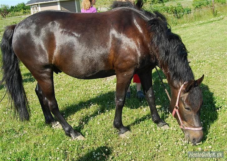 New Forest Balder  - Græs :|] billede 6