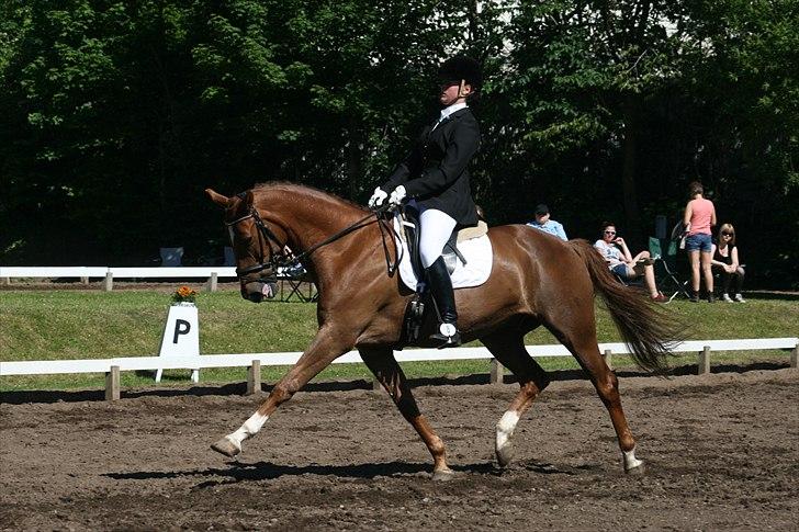 Dansk Varmblod Højbos Casius (Øffe) - Øgning La3 Morsø 2011  
Billede Janni Arnoldsen :D billede 12
