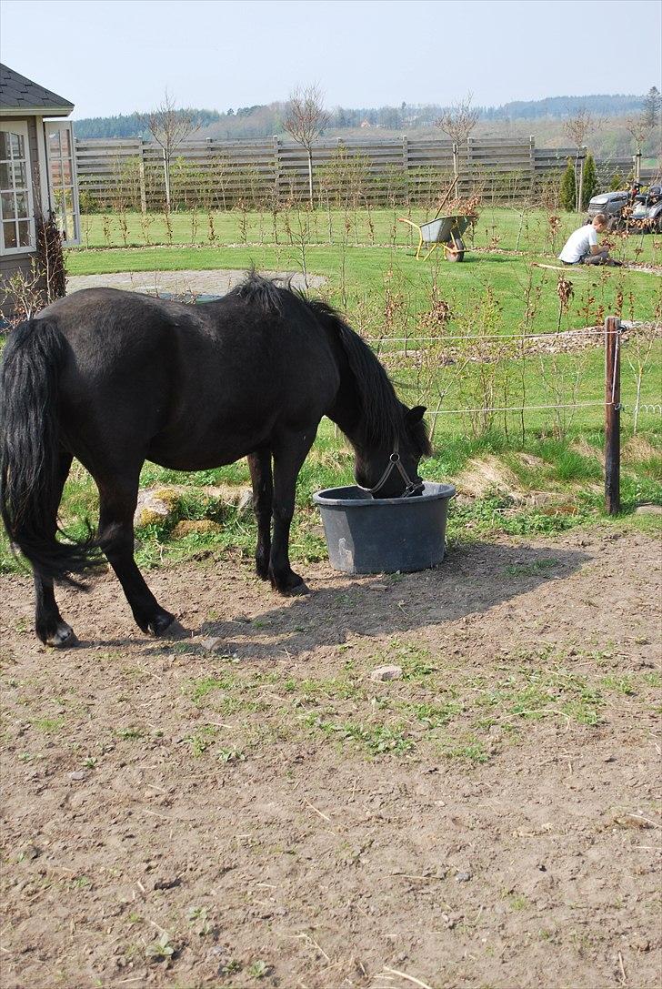 New Forest Balder  - ;D billede 7