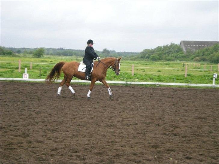 Dansk Varmblod <3 BONSAI <3 billede 4