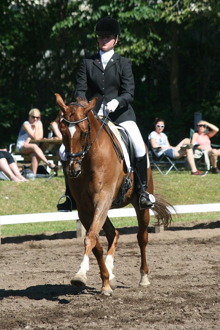 Dansk Varmblod Højbos Casius (Øffe) - Morsø 2011 La3 billede 14