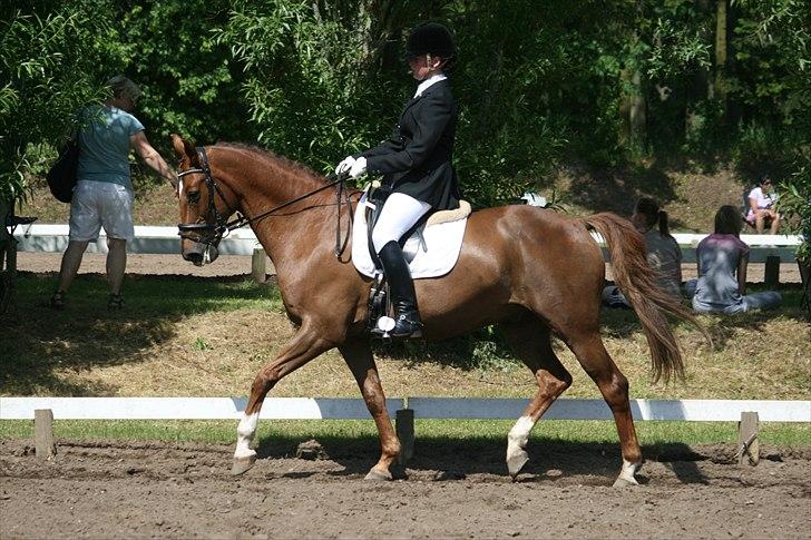 Dansk Varmblod Højbos Casius (Øffe) - Morsø 2011 La1 billede 15