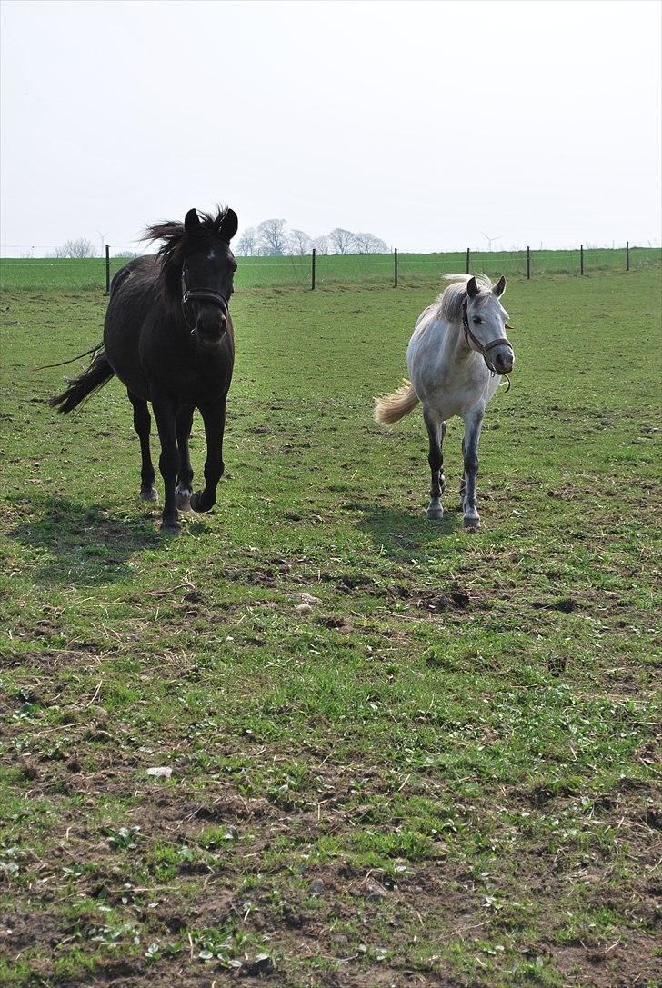 New Forest Balder  - Balder og Musen sammen  billede 8