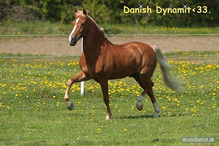 New Forest Danish Dynamit (Kalle) Til Saalg -  Danish Dynamit <3 billede 15