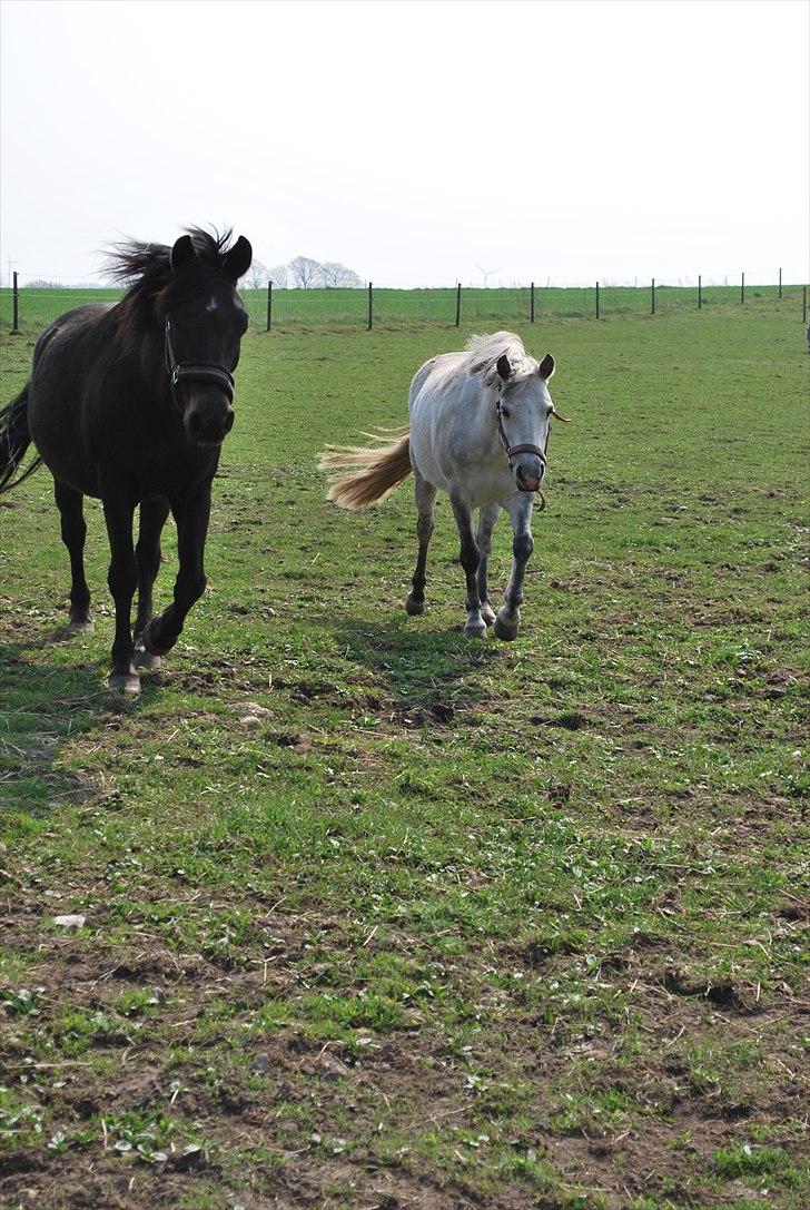 New Forest Balder  - Mad :-) billede 9