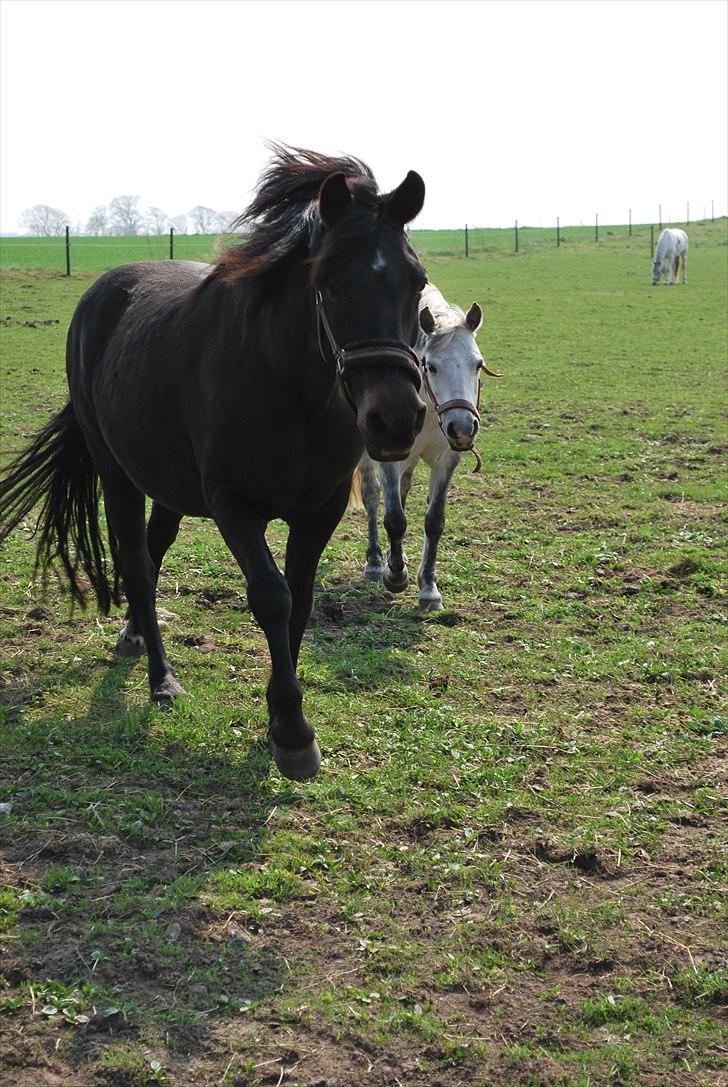 New Forest Balder  billede 10