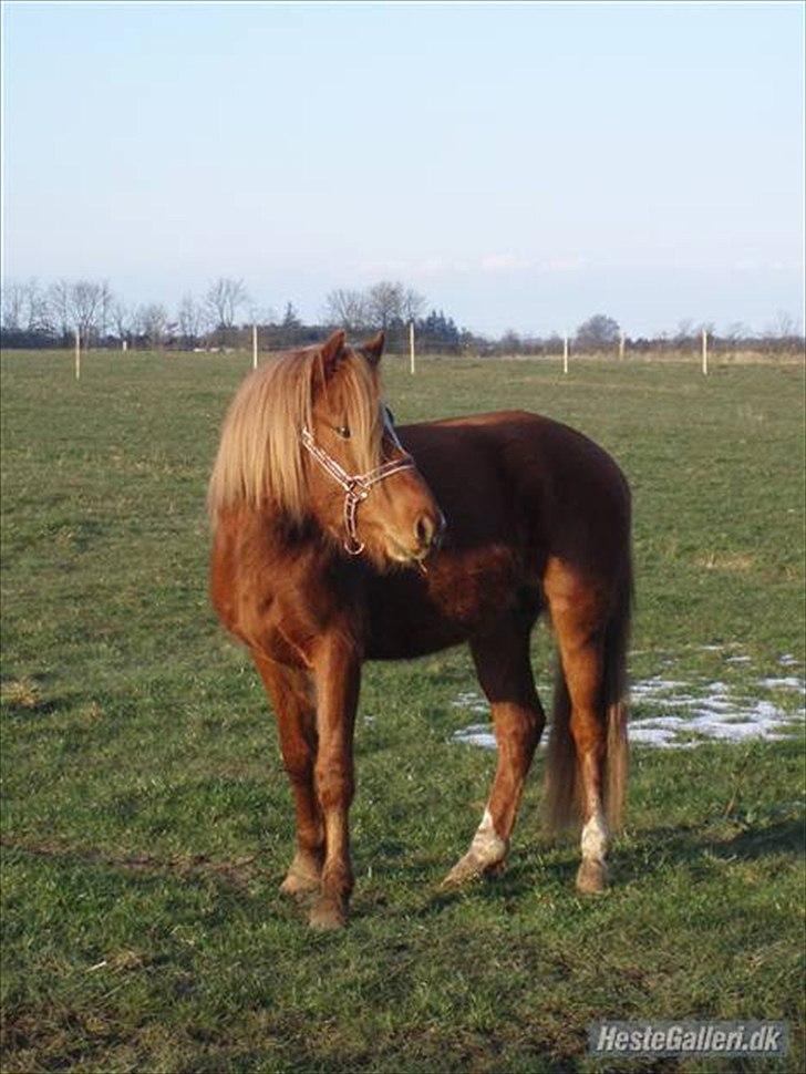 Welsh Pony (sec B) Laban - Lille Rød som 2 års :) billede 13