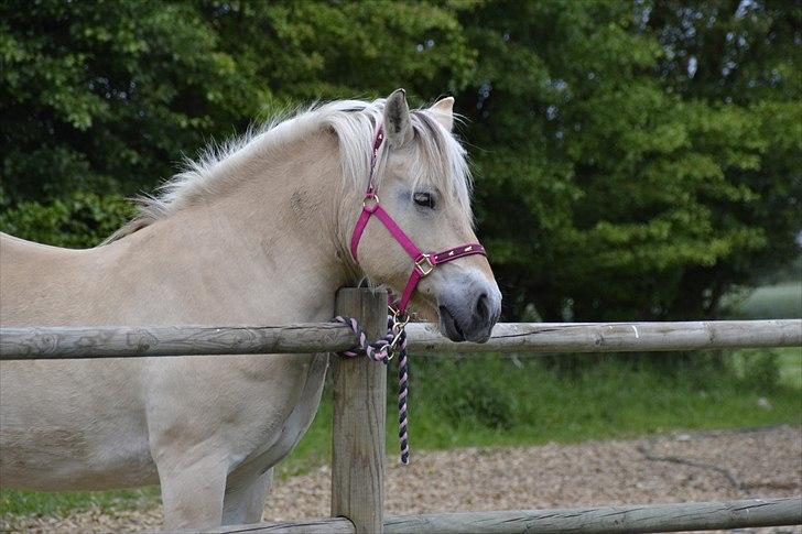 Fjordhest Berta <3 - #Fotograf: Lærke Nissen# billede 18