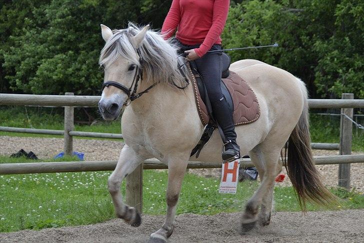 Fjordhest Berta <3 - #Fotograf: Lærke Nissen# billede 9