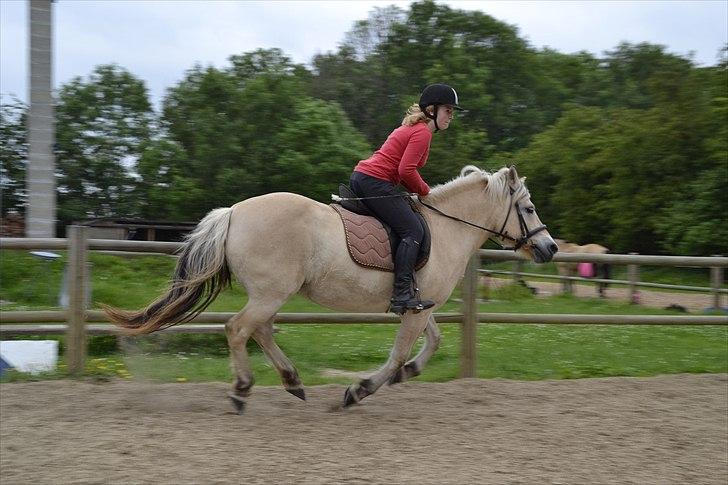 Fjordhest Berta <3 - #Fotograf: Lærke Nissen# billede 3