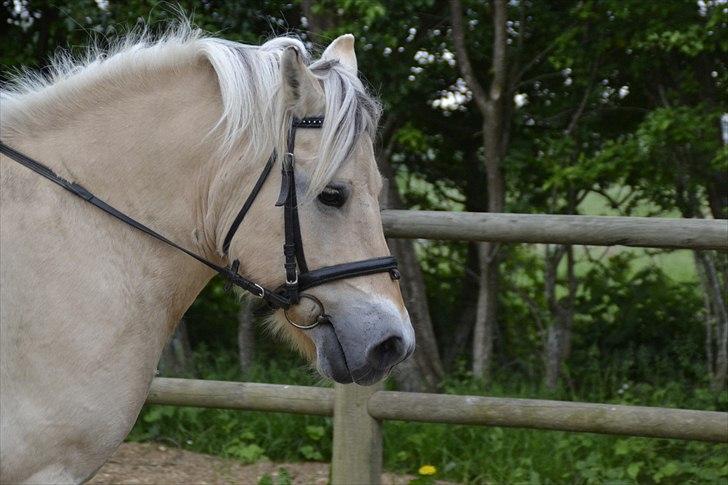Fjordhest Berta <3 - #Fotograf: Anne-Mette Fogh# billede 19