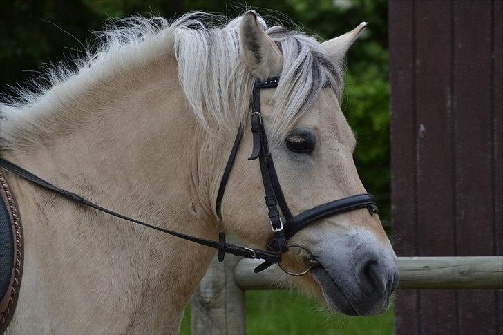 Fjordhest Berta <3 - #Fotograf: Anne-Mette Fogh#  billede 2