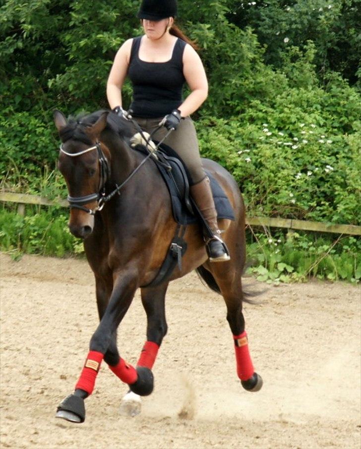 Dansk Varmblod Sandro billede 18