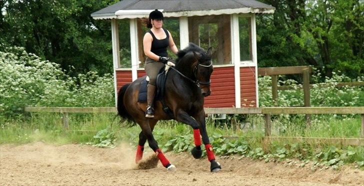 Dansk Varmblod Sandro billede 7