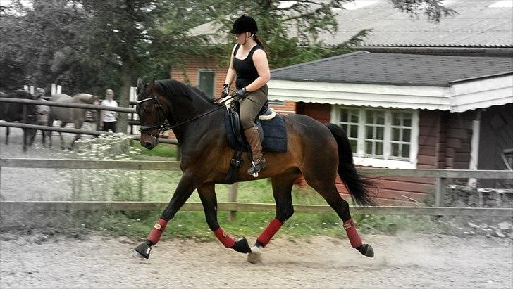 Dansk Varmblod Sandro billede 9