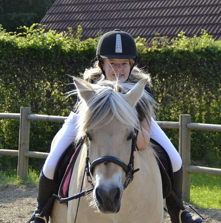 Fjordhest Berta <3 billede 20