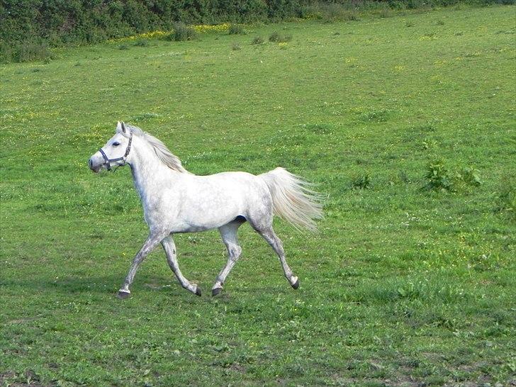 Connemara Wilma (tilbage ved ejer) - Vild hesten Wilma billede 6