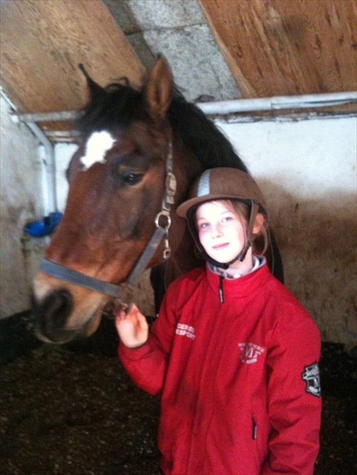 New Forest Yasper - <3 billede 1