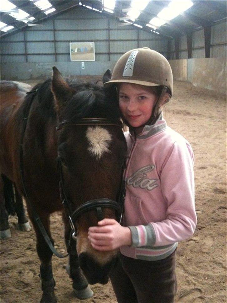 New Forest Yasper billede 3