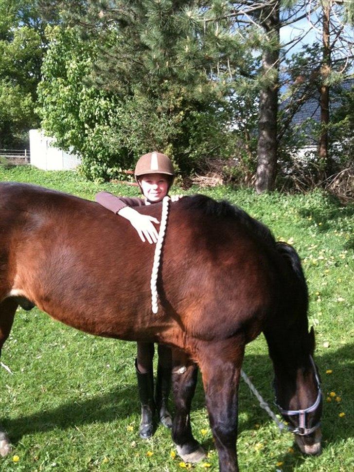 New Forest Yasper billede 4