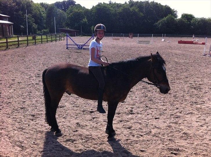 New Forest Yasper billede 5