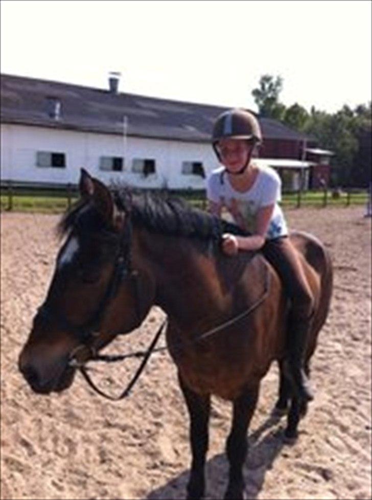 New Forest Yasper billede 6