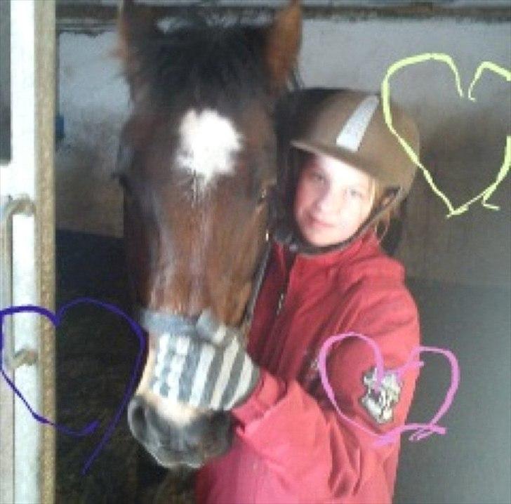 New Forest Yasper billede 7