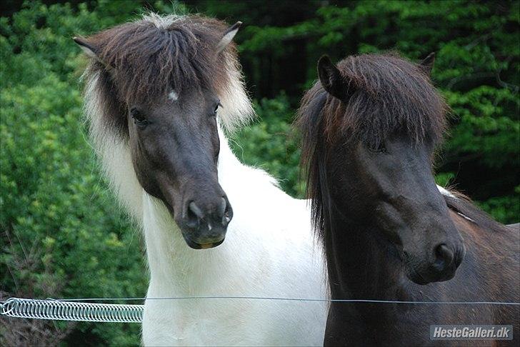 Islænder Ganti fra Enggården billede 2