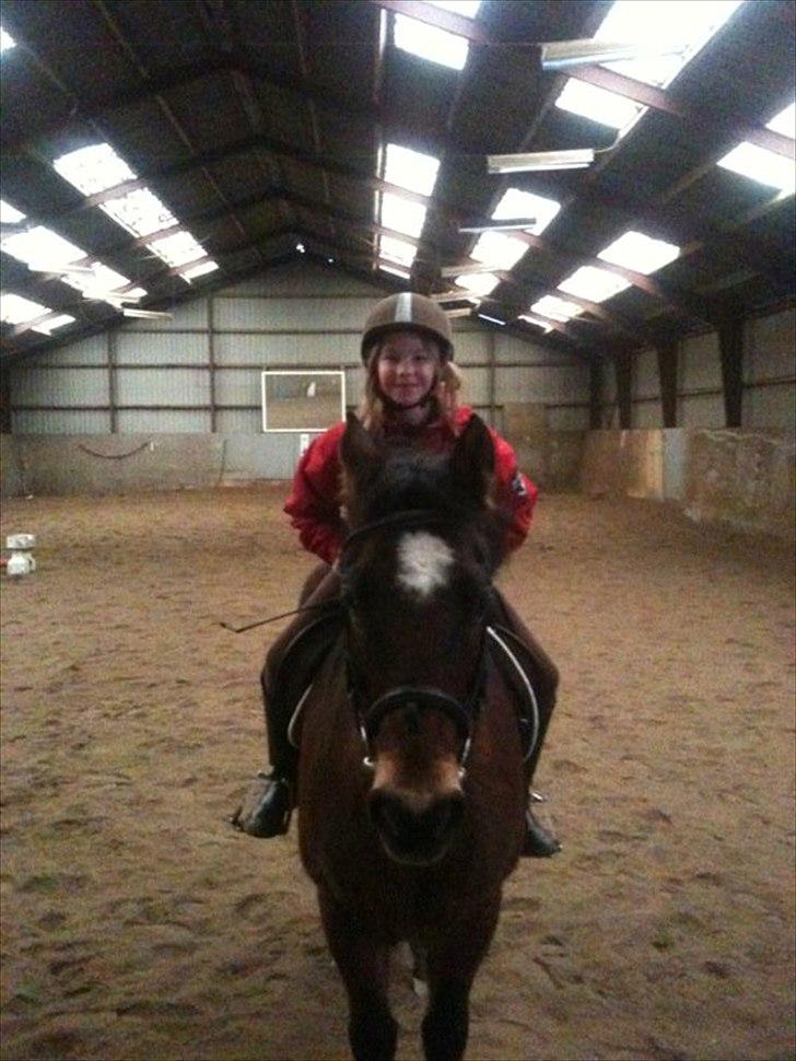 New Forest Yasper billede 8