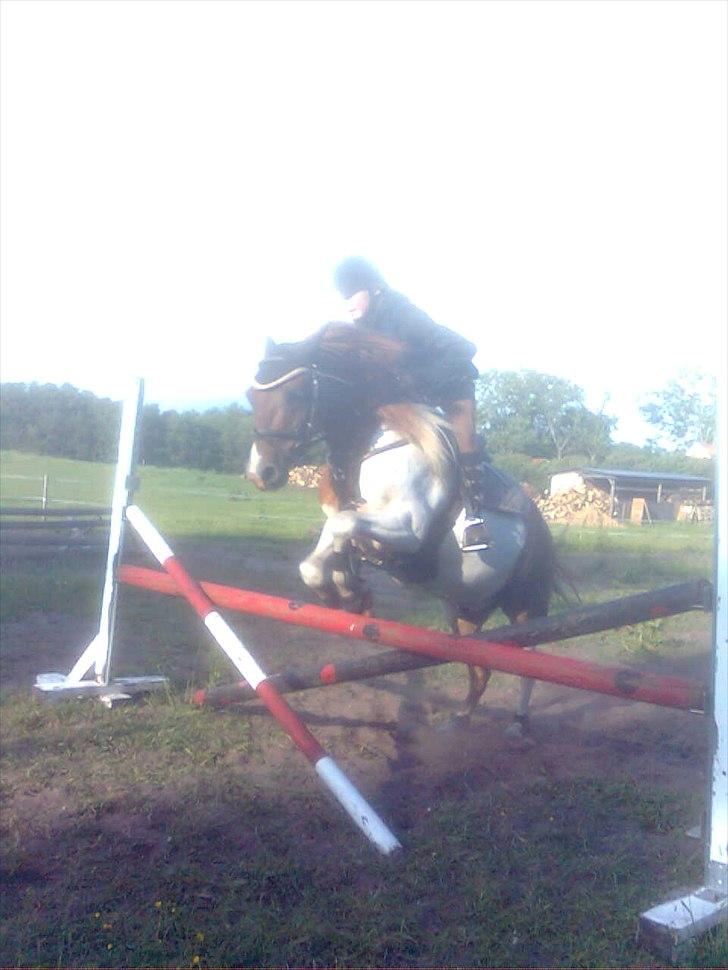 Pinto Spirit billede 19