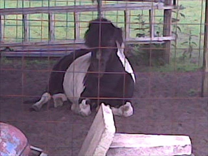 Shetlænder Sofus - <3 billede 20