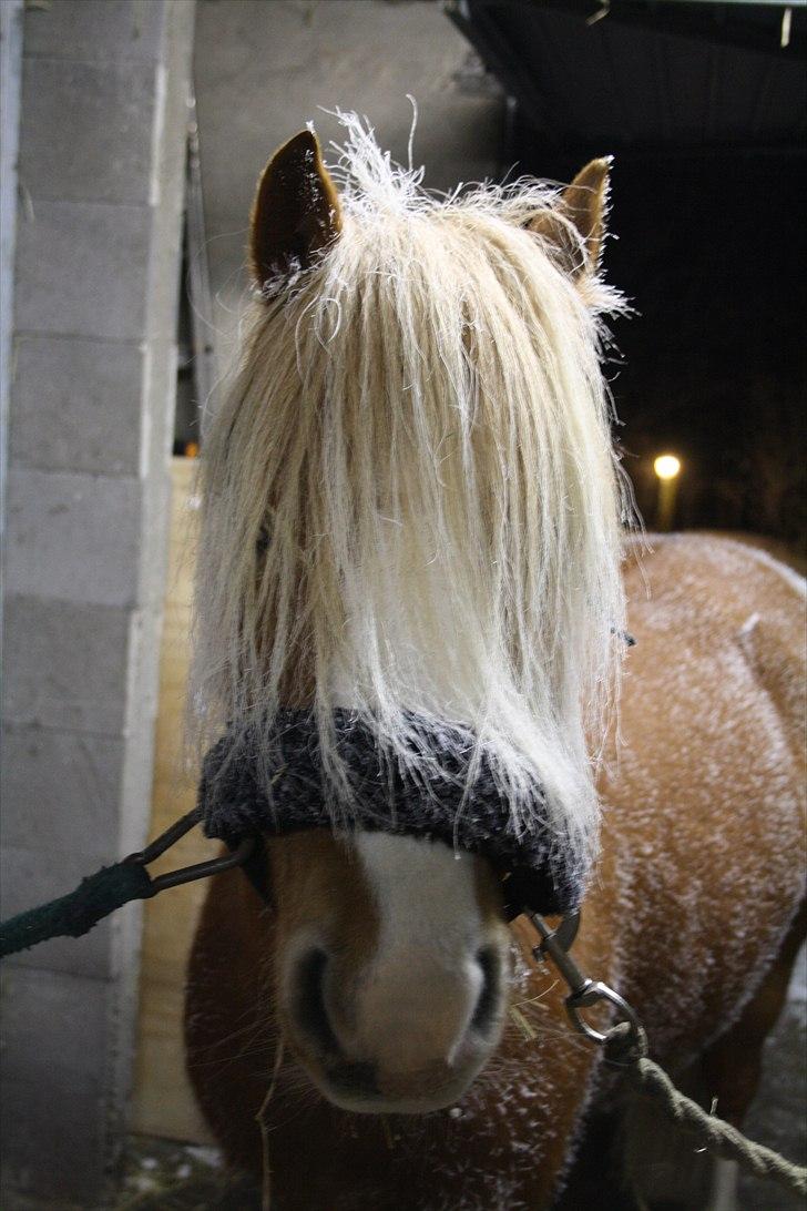 Hollandsk Sportspony Mads - lige kommet ind efter en kold vinter dag<3 billede 9