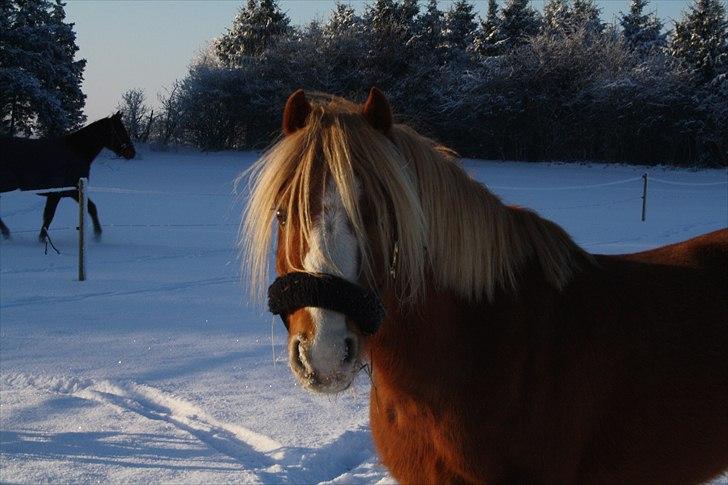 Hollandsk Sportspony Mads - sne<3 billede 15