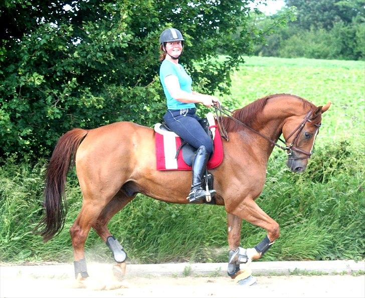 Hannoveraner Lorenzo - 10. juni 2011 billede 11