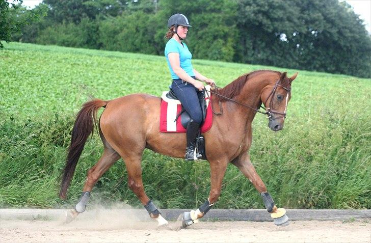 Hannoveraner Lorenzo - 10. juni 2011 billede 12