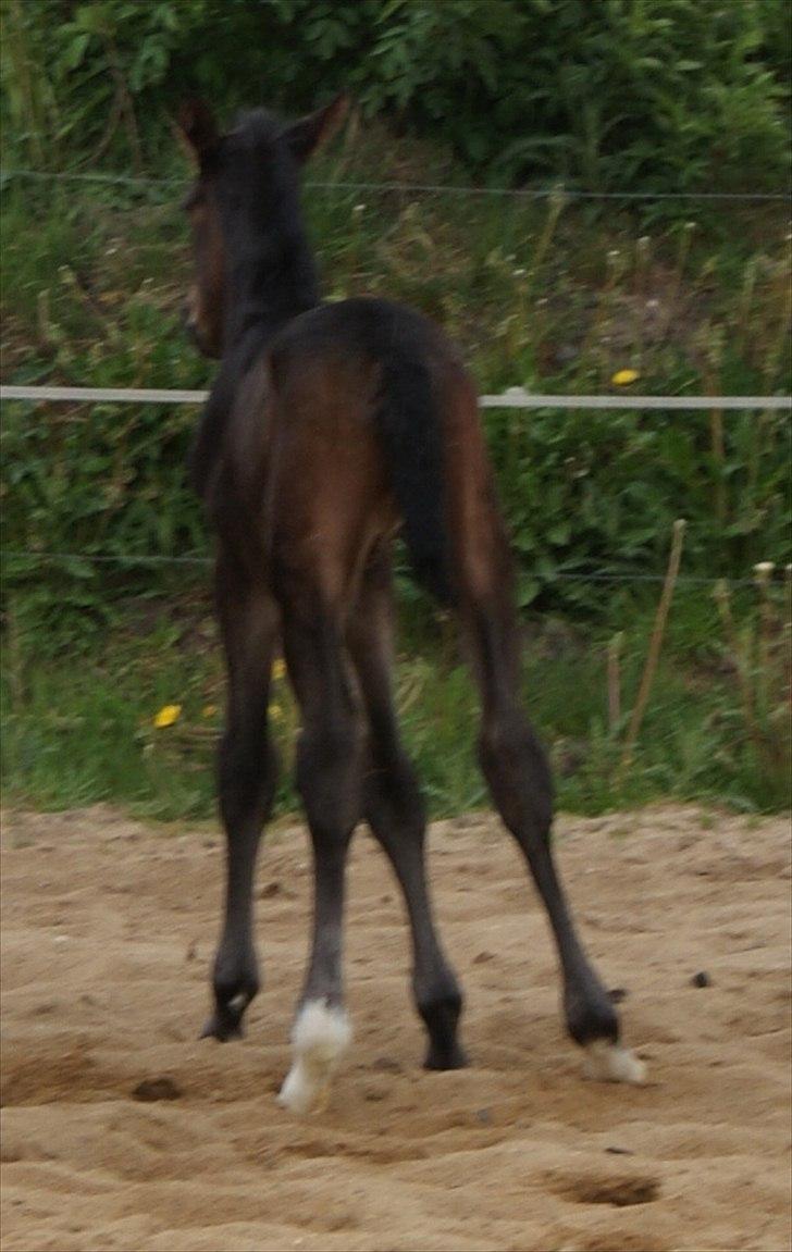 Holstener Graversgaards Chaos conqueror  billede 11