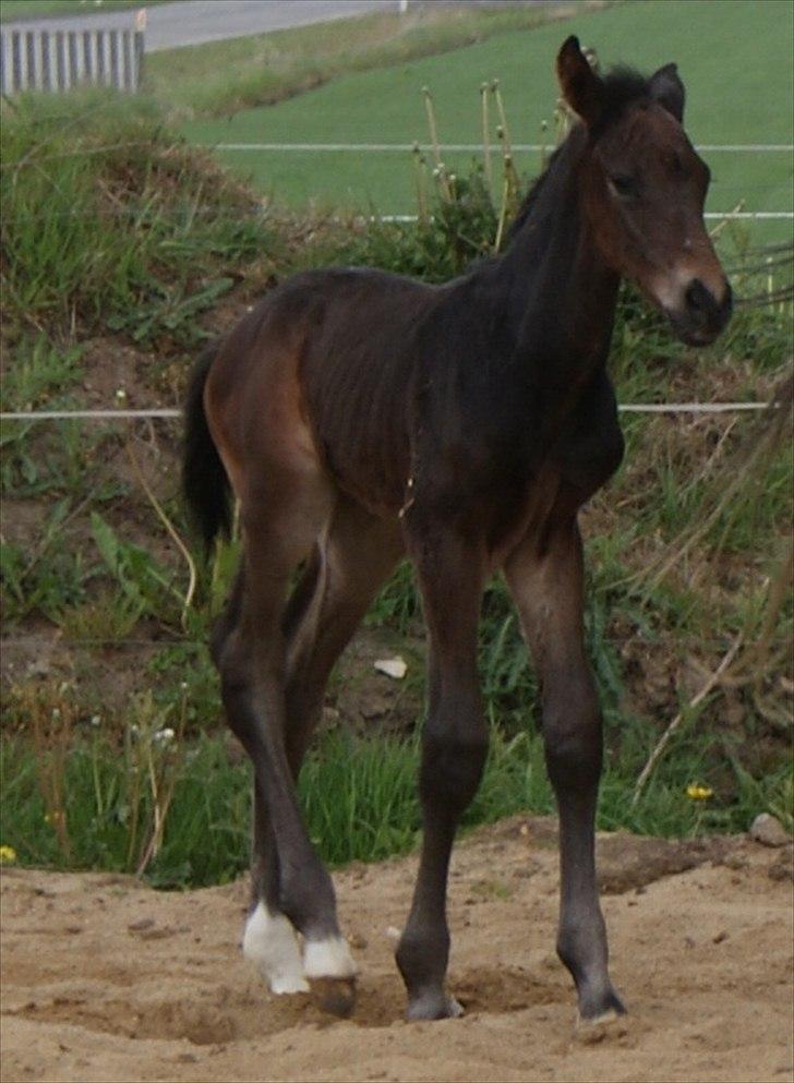 Holstener Graversgaards Chaos conqueror  billede 12