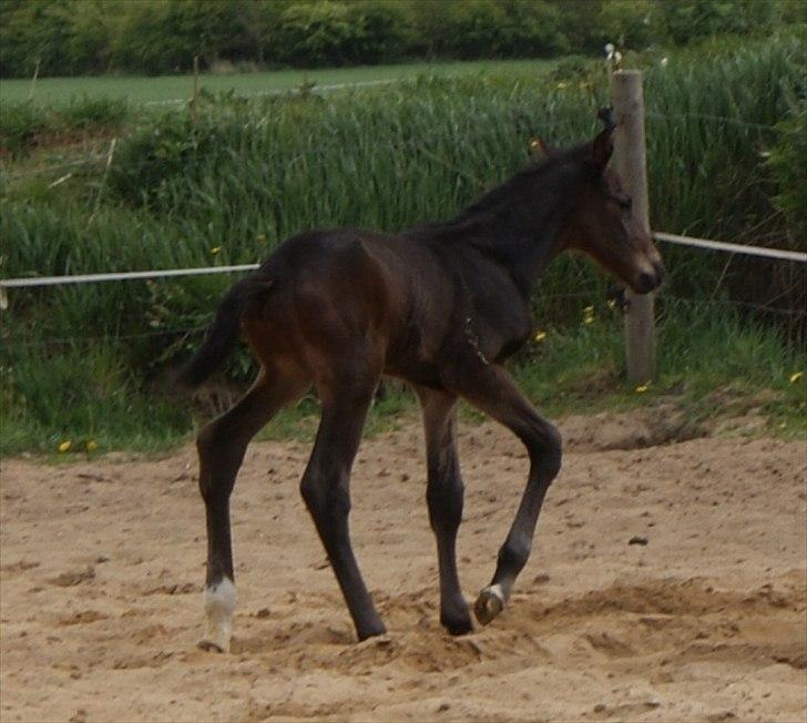 Holstener Graversgaards Chaos conqueror  billede 15
