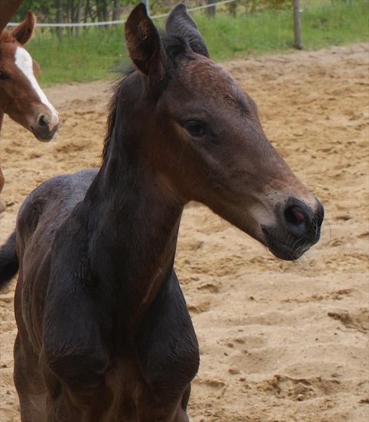 Holstener Graversgaards Chaos conqueror  billede 18