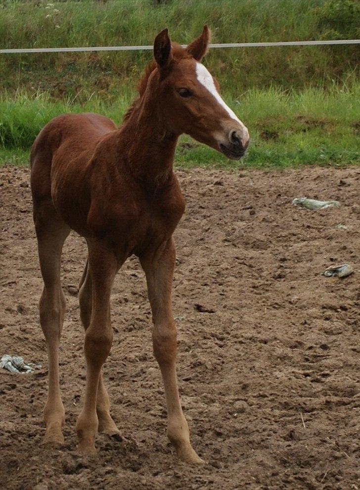 Dansk Varmblod Graversgaards Pretty Woops billede 1