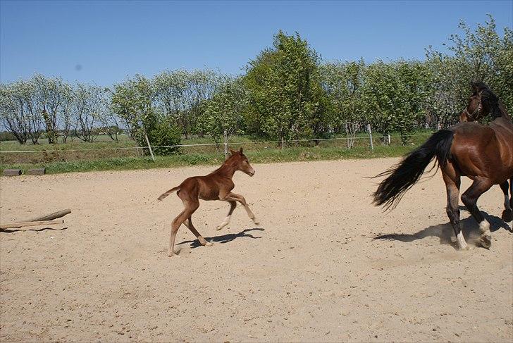 Dansk Varmblod Graversgaards Pretty Woops billede 2
